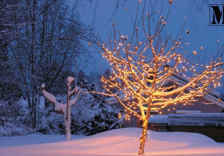 Bedste udendørs lyskæder jul