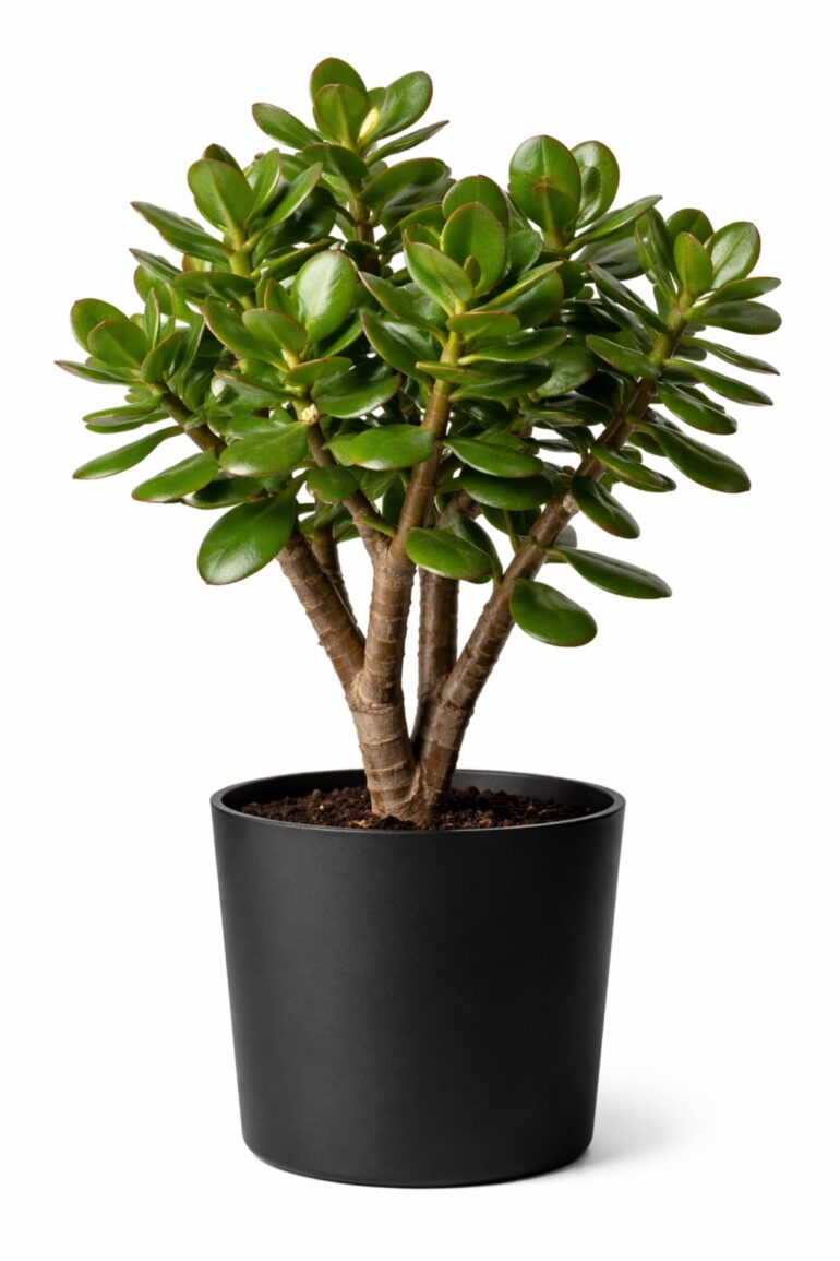 Sådan dyrker du paradistræ